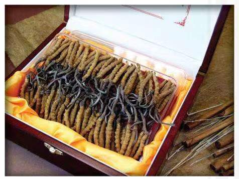 龙城冬虫夏草回收